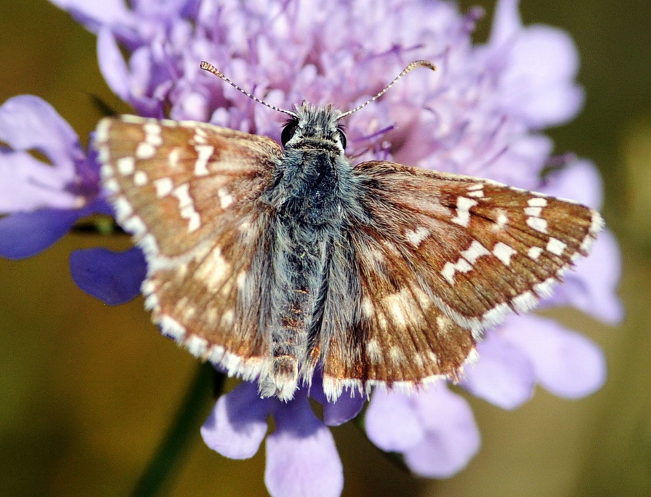 Pyrgus cfr. picenus e Pyrgus cfr. centralitaliae, Hesperiidae